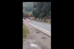 🎥 Renners niet vol in de remmen voor protestactie, maar voor overstekende koe in Roemeense koers