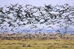 Vogelaanvaringen Schiphol