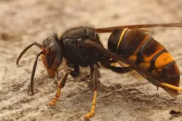 Aziatische hoornaar invasieve exoot