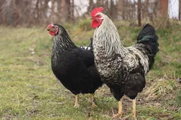 Screenshot_20251202_173101