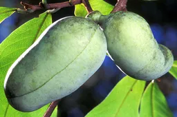 ars-pawpaw-6e7029-1024