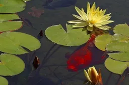 goldfish-waterlily-lilies-ponds-576x432