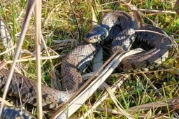 1920-zaansenatuur-Ringslang-1200x800