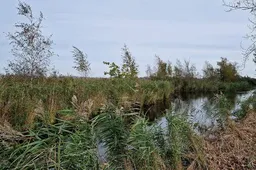 928x550-natuurherstel-vanaf-dolphijnstraat-in-westzaan-van-start-68de3f20db878