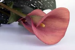 images (20)