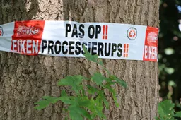 Eikenprocessierups