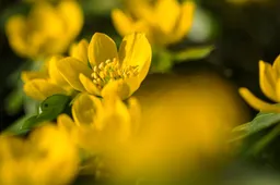 shutterstock_1359869318