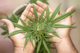 marijuana-leaf-5315561_1280