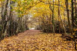 Wim Meijer Fotografie 2025-11-05 at 18.24.01 kopie