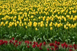 tulpen tobias ayala via pixabay