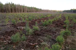 jonge dennenbomen mateusz foto via pixabay