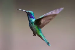 hummingbird 2139279 1280