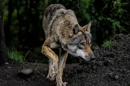 wolf 8199785 960 720