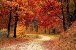 bladerenvaliphotos-road-1072821_1920