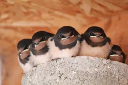 birds 6857990 1280