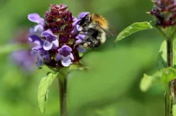 tuinadvies