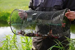Kreeftenvisser met kreeften in korf