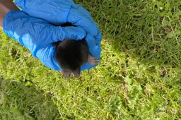 Mol - beeldmateriaal Dierenambulance Den Haag (1)