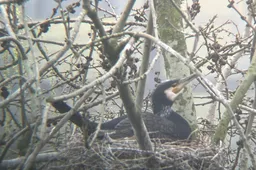 Plas van Poot, de onbekende natuurparel van Zoetermeer - foto genomen met telescoop - fotograaf Josine Boven