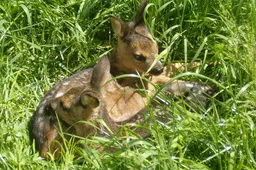 Schermafbeelding 2026-03-17 102200