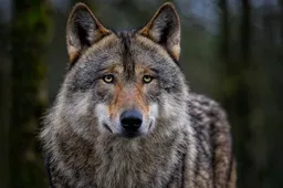 Schermafbeelding 2026-04-09 143632