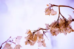 Schermafbeelding 2026-05-12 082031
