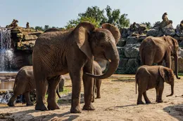 Tientallen dieren dood in Nederlandse dierentuin om mysterieuze reden