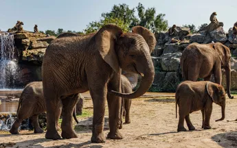 Tientallen dieren dood in Nederlandse dierentuin om mysterieuze reden