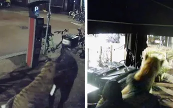 Bizar: Fatbike-tuig steelt tijger uit 'dierenwinkel' in Nijmegen