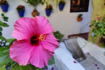 5 tips voor mooie smartphonefoto’s van bloemen