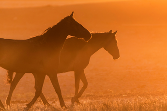 Pas op: nieuwe Android-malware FluHorse is op je wachtwoorden uit