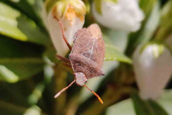 5 tips voor goede macro-foto’s met je smartphone
