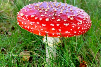 Herfst! 8 tips om mooie foto’s te maken van paddenstoelen