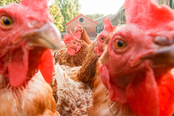 App van de Week: Vogelgeluiden Pro leert je welke vogel je wakker houdt