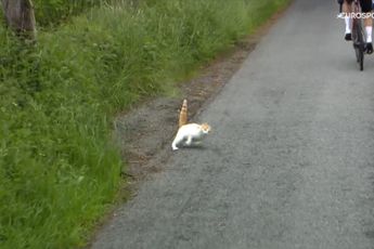 VIDEO: Rogue cat almost wipes out riders at the 2024 Criterium du Dauphine