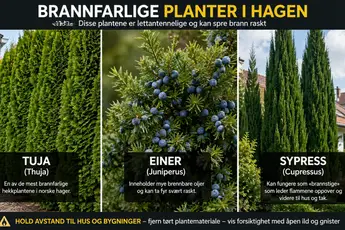 Har du de i hagen? Disse hageplantene kan bli rene brannfeller