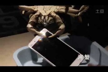 Xiaomi use live crabs to test the Mi4, upset some international fans