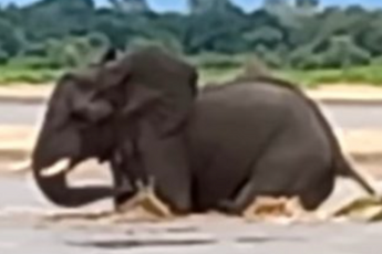 Krokodil bijt in een staart van een olifant, wat er daarna gebeurt had niemand aan zien komen