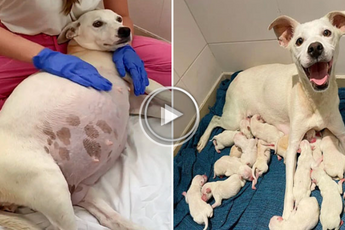 Hond die 9 weken zwanger is wordt gedumpt bij het asiel, bevalt daarna van 14 prachtige puppy's