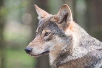 Aangifte tegen boer en burgemeester wegens 'aanvallen' en dodelijke afloop van wolf