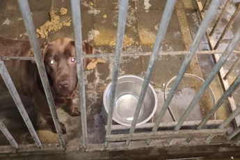 Honden die in erbarmelijke omstandigheden leefden in beslag genomen bij broodfokker