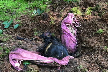 Wandelaar doet schokkende ontdekking: twee honden in bos begraven