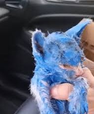 Kitten werd gekleurd met giftige blauwe verf en achtergelaten in de regen - redders helpen haar een verbluffende transformatie te ondergaan