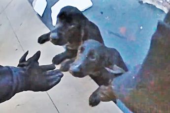 ZIEN: Een agent redt verwaarloosde honden die zich vastklampen aan de rand van een ijskoude vijver