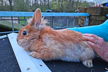 Zes konijnen gedumpt op kinderboerderij, één wreed onthoofd