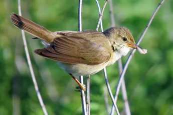 Update | Eerste persoon in Nederland besmet met Westnijlvirus