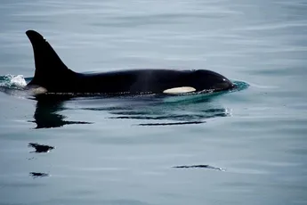 Update | Experts geloven niet dat orka's speelden