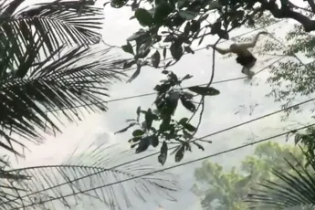 Touwbrug moet meest bedreigde aap ter wereld redden