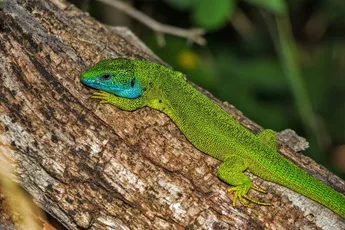 Hagedis in Florida lijkt zich aan te passen aan extreem weer