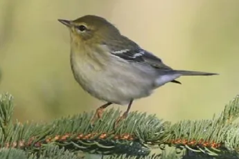 Vogelaars gaan los op zwartkopzanger die in Texel is gesignaleerd